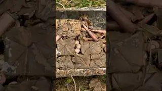 Эхо войны