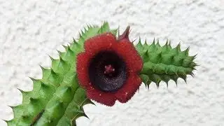 ♡ Minha Pequena Coleção de Huernias | Plantas Suculentas ♡