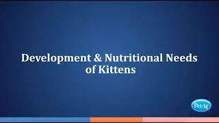 Kitten Development & Nutritional Needs