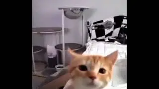 final moments before cat shatters into a nonagintillion Pieces across the universe