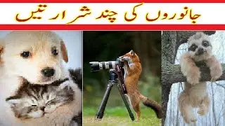 Janwarun ki sharartain|Animals vedioes|