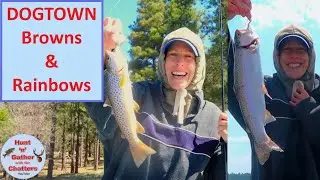 Dogtown Lake Fishing - 25+ Trout - Browns & Rainbows - How To Catch Fish At Dogtown Lake ! Williams