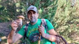 1 Boletus Edulis   Lactarius Septiembre 2022