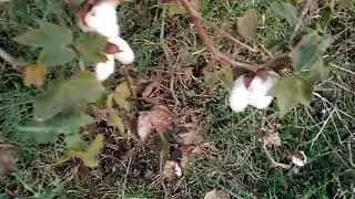 cotton farm