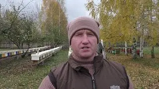 Августовский отводок с племенной маткой.Обработка от клеща восмирамочники,миниплюсы.
