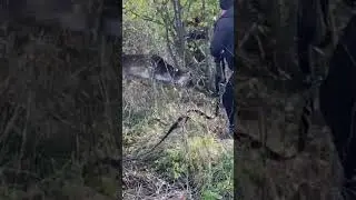 охота на оленя голыми руками