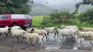 Sheepies. lots of sheepies