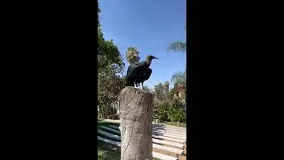 Today is International Vulture Awareness Day #shorts