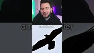 This is how you tell difference between crow vs raven #facts #shorts #short #fact #animals #new