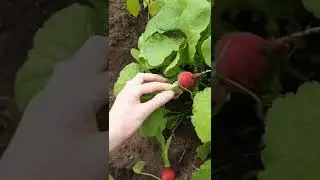 Ура! Ура! Первый урожай. Урожай 2022.