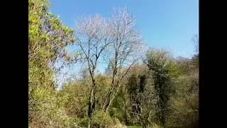 Bird Song Quiz 7