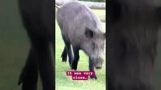 Wild boar 🐗 #wildpig, #jabalí , walking on the golf course in #marbella #wildboar #malaga #españa