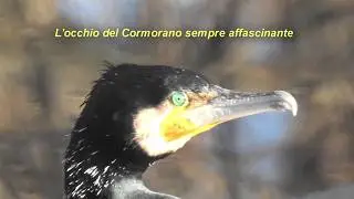 Fotografare la Natura.