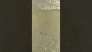 Нашествие медуз. Пляж Кирилловка
