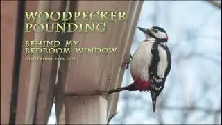 Woodpecker Pounding on a Gutter Loudly Behind My Bedroom Window