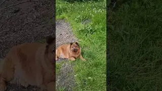 королевишна устала