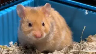 СКОЛЬКО СТОЯТ ХОМЯКИ В ШВЕЙЦАРИИ🇨🇭| Я КУПИЛ ЗОЛОТОГО ХОМЯКА🐹