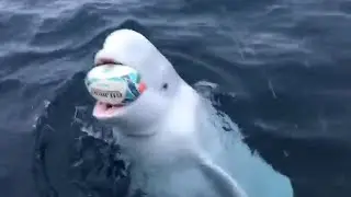 If it were not filmed, no one would believe it 9