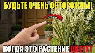 The Sansevieria flower is a rarity_ the secret that lies behind it