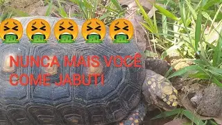 Se não fosse filmado ninguém acreditaria.
