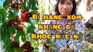 CHERRY vườn nhà cuối mùa trái gãy cành. Khóc nức nở vì bị k.h.ủ.n.g bố khu vườn