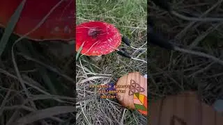 Вот как звучит красный мухомор 😍 #грибы #мухомор