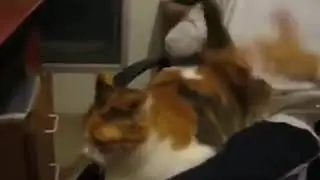 I want a cat
