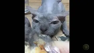 Смешные животные 10/Funny animals 10