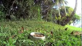 Pombo Selvagem