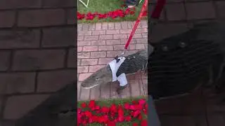 Wally the Alligator walks down the aisle