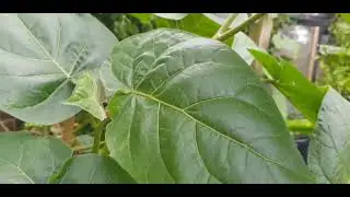 The secret of growing my 6ft south American Tamarillo tree tomato in the UK