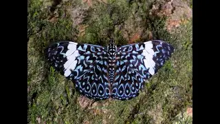 Hamadryas amphinome