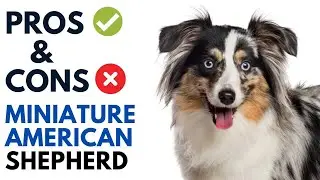 Miniature American Shepherd Pros and Cons | Amerikanischer Schäferhund  Advantages and Disadvantages