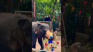 Gentle giants perform with elegance and charm 🐘❤️ #travel #animal #thailand  #shorts