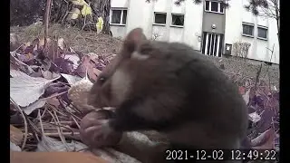 Exploring a wild hamster burrow with a camera