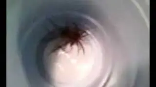 what kind of spiders?