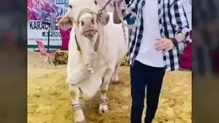 New Cow Tik Tok Video
