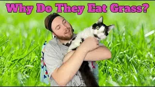 Why Do Cats Eat Grass? - Paws 2 Care 4