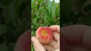персик  Новоселковский