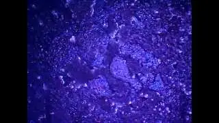 Нагар на поршнях двигателя 21126