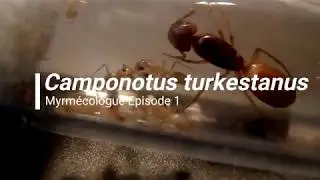 ° Camponotus turkestanus ° Episode 1 Myrmécologue [HD/Fr]