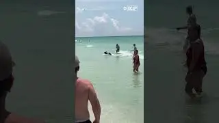 Black bear cub frolics on beach