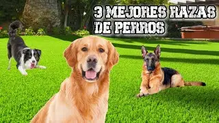 En BUSCA de la LEALTAD: las MEJORES RAZAS CANINAS compañeras