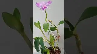 Красавица каттлея моей подруги)))