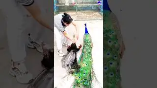 Peacock Peacock Peacock #peacock #shorts #music #love #song #bollywood #hindisong