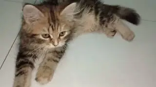 Very cute cat #highbreed #cutecat #funnykitten