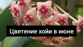 цветение в июне