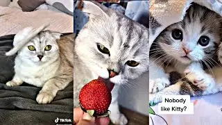 Most Liked Cat Videos On TikTok 😺 ( 2021 Compilation) #5