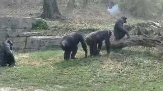 Chimpanzee Mating Season is Here at The KC Zoo