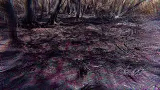 Bushfire Aftermath